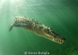 croc decides to end the session with photographers and sw... by Goran Butajla 
